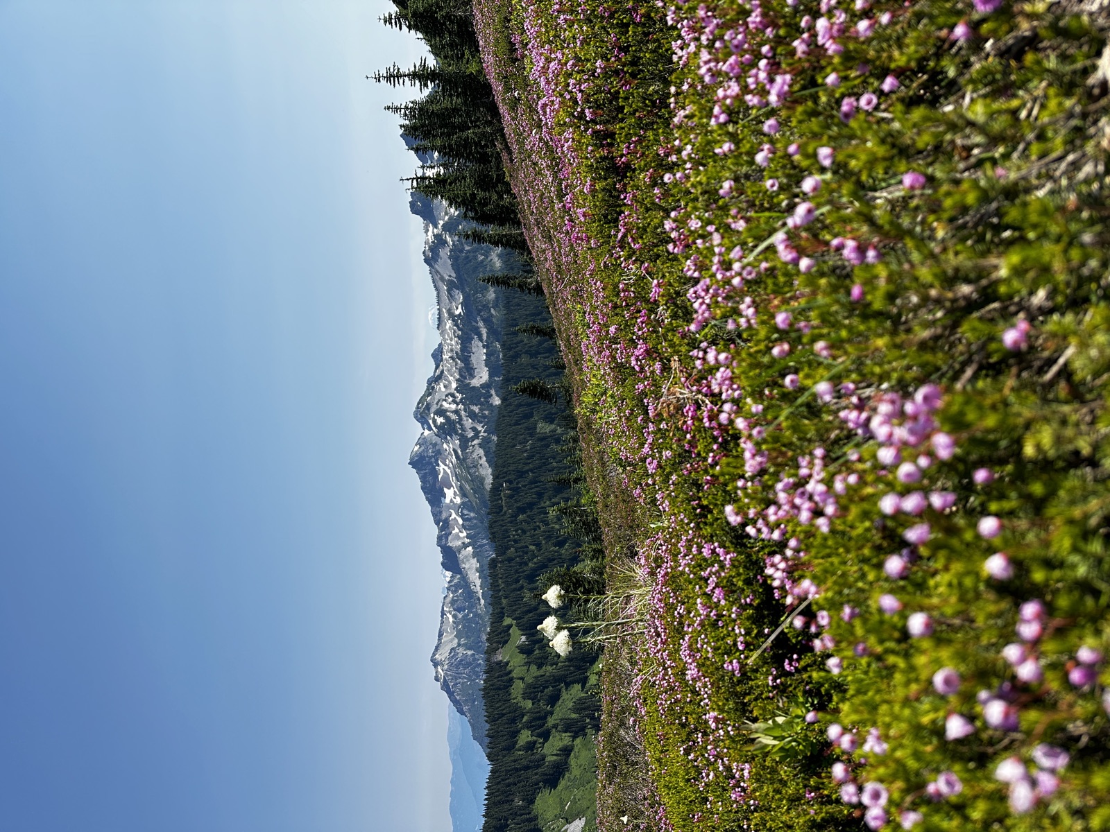 Paradise, Mt Rainier NP